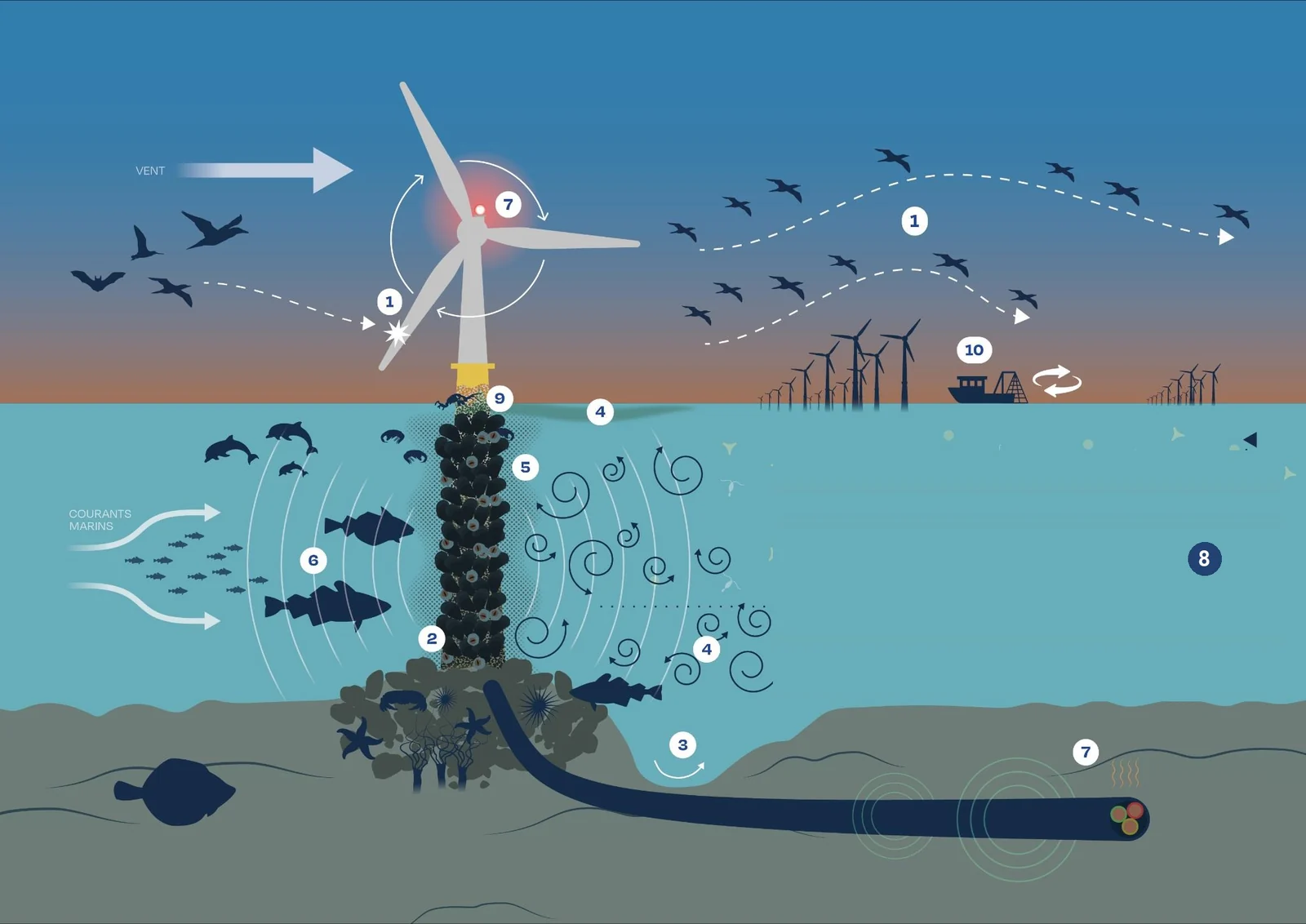 Schéma d'un parc éolien en mer illustrant les 10 pressions exercées sur la biodiversité marine, numérotées de 1 à 10 (collisions, effet récif, habitats, émissions sonores et chimiques, champs électromagnétiques, pêche…)
