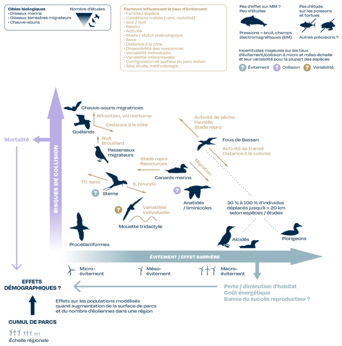 Diagramme positionnant les groupes d'oiseaux selon deux axes : risques de collision (jusqu'à la mortalité) en vertical et évitement / effet barrière (micro-, méso-, macro-évitement) en horizontal ; des plongeons et alcidés à fort évitement jusqu'aux goélands et chauves-souris attirés
