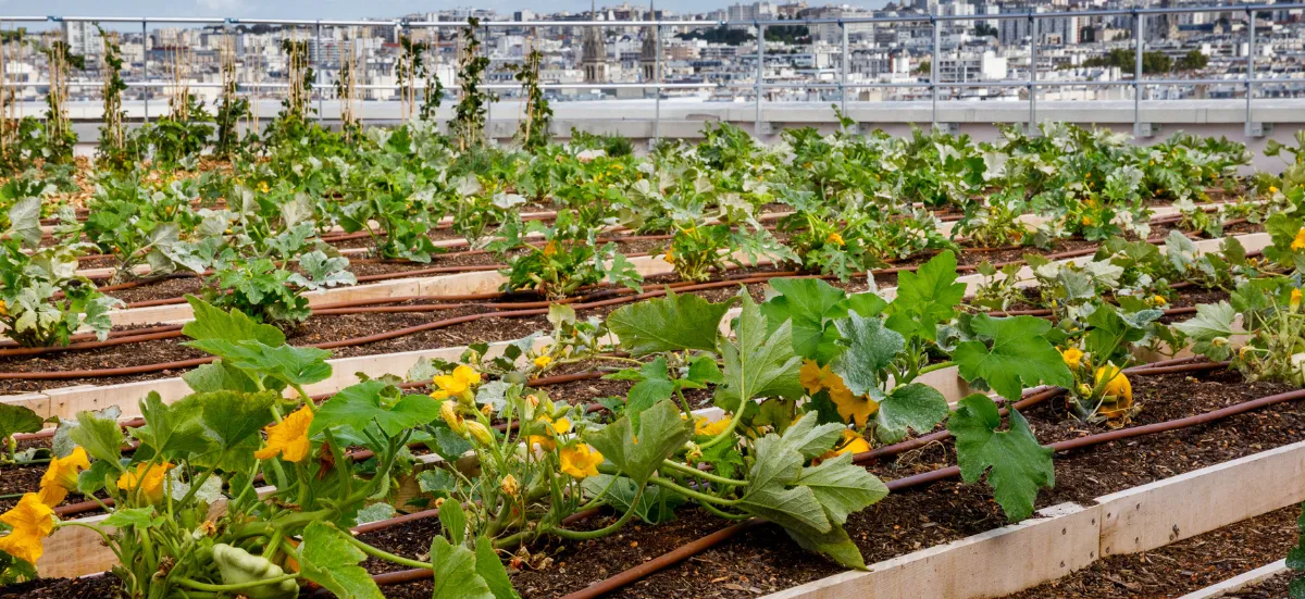 Agriculture urbaine Opéra Bastille