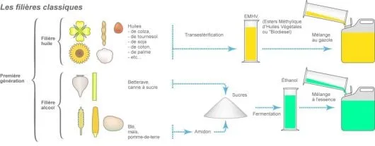 Les filières classiques biocarburants première génération