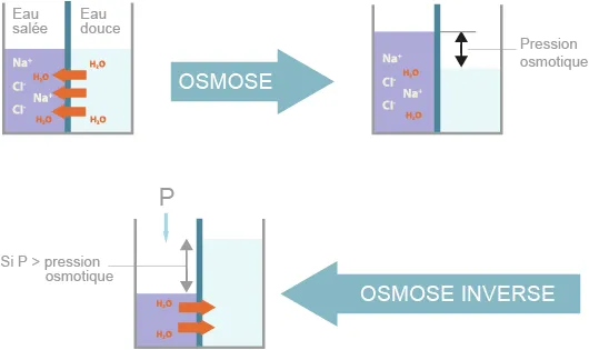 Principe de l'osmose et de l'osmose inverse (©2012)